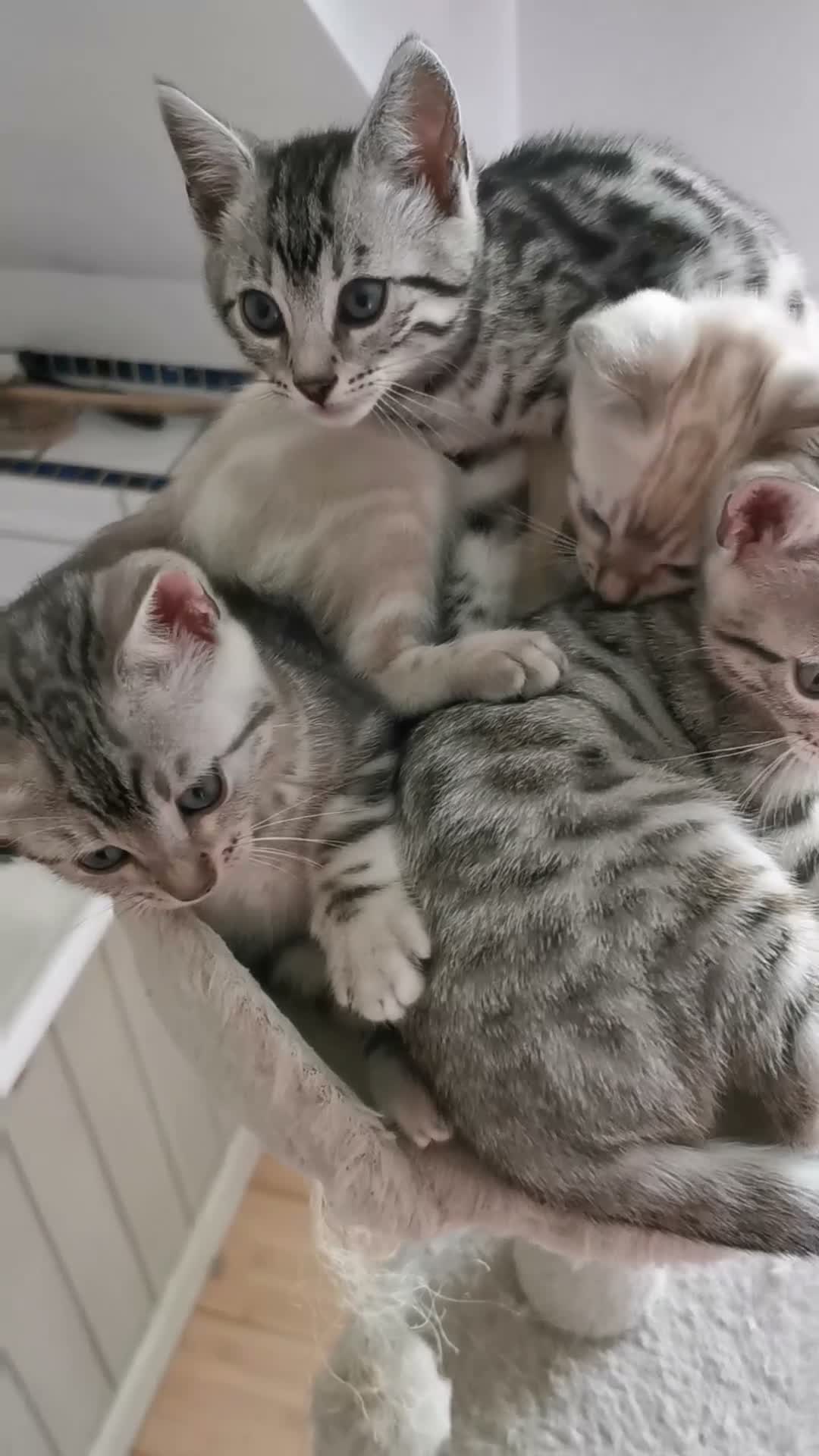 Bengal cats for sale: Beautiful Bengal Silver Marbled and Snow girls.  - Video 1