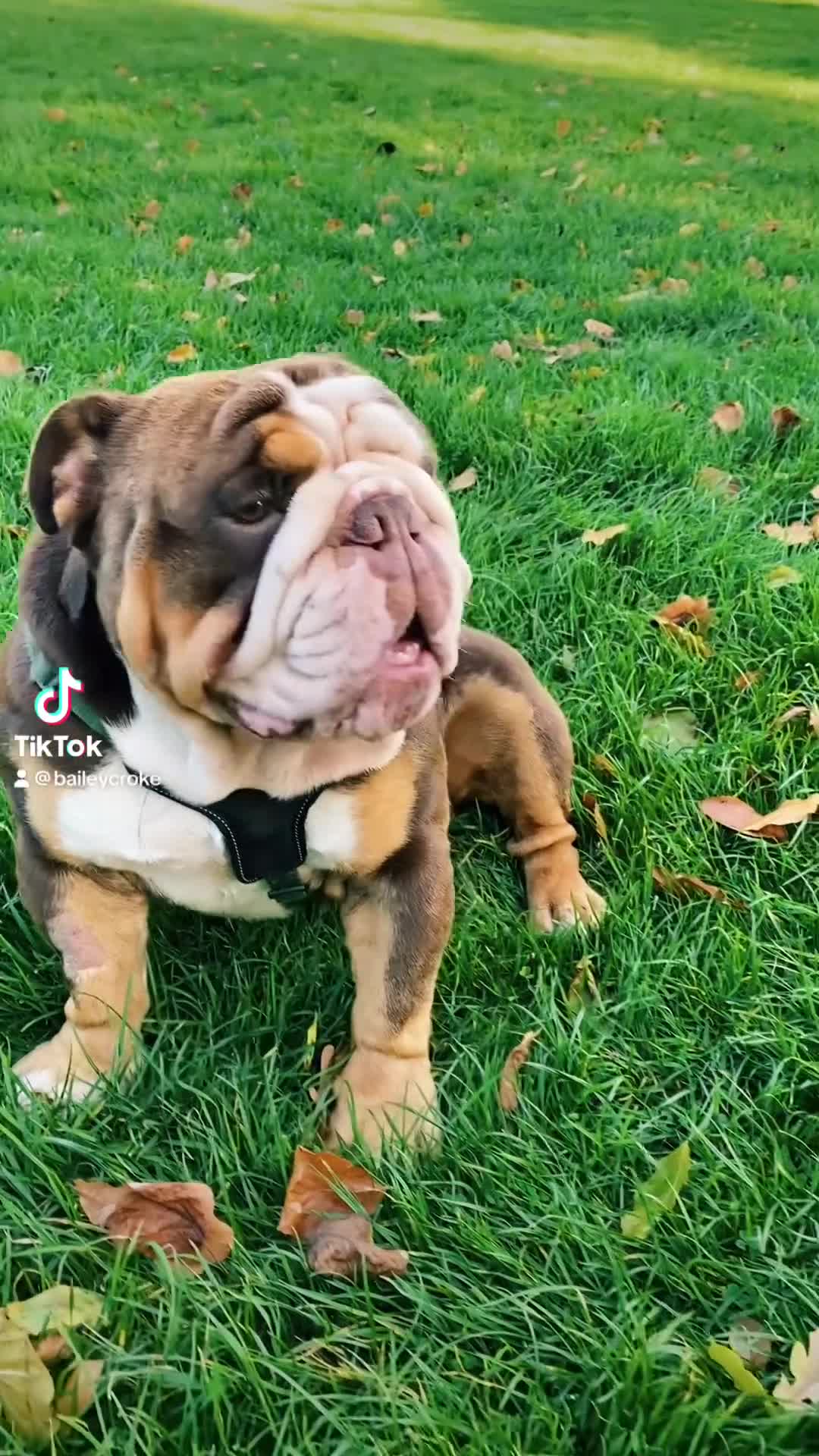 English Bulldog dogs for sale: British Bulldog Male for Sale - Video 3
