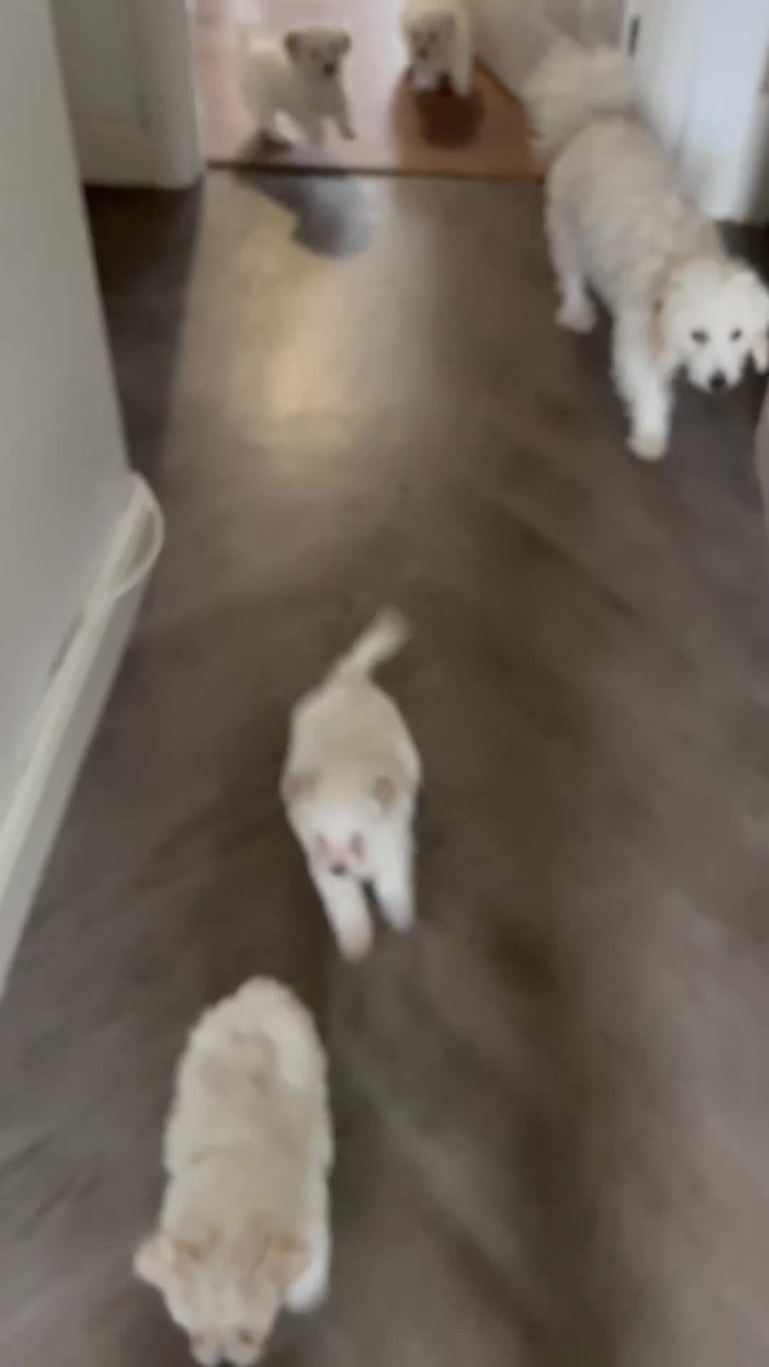 Mixed Breed dogs for sale: 4 Beautiful Maltichon Puppies. - Video 1