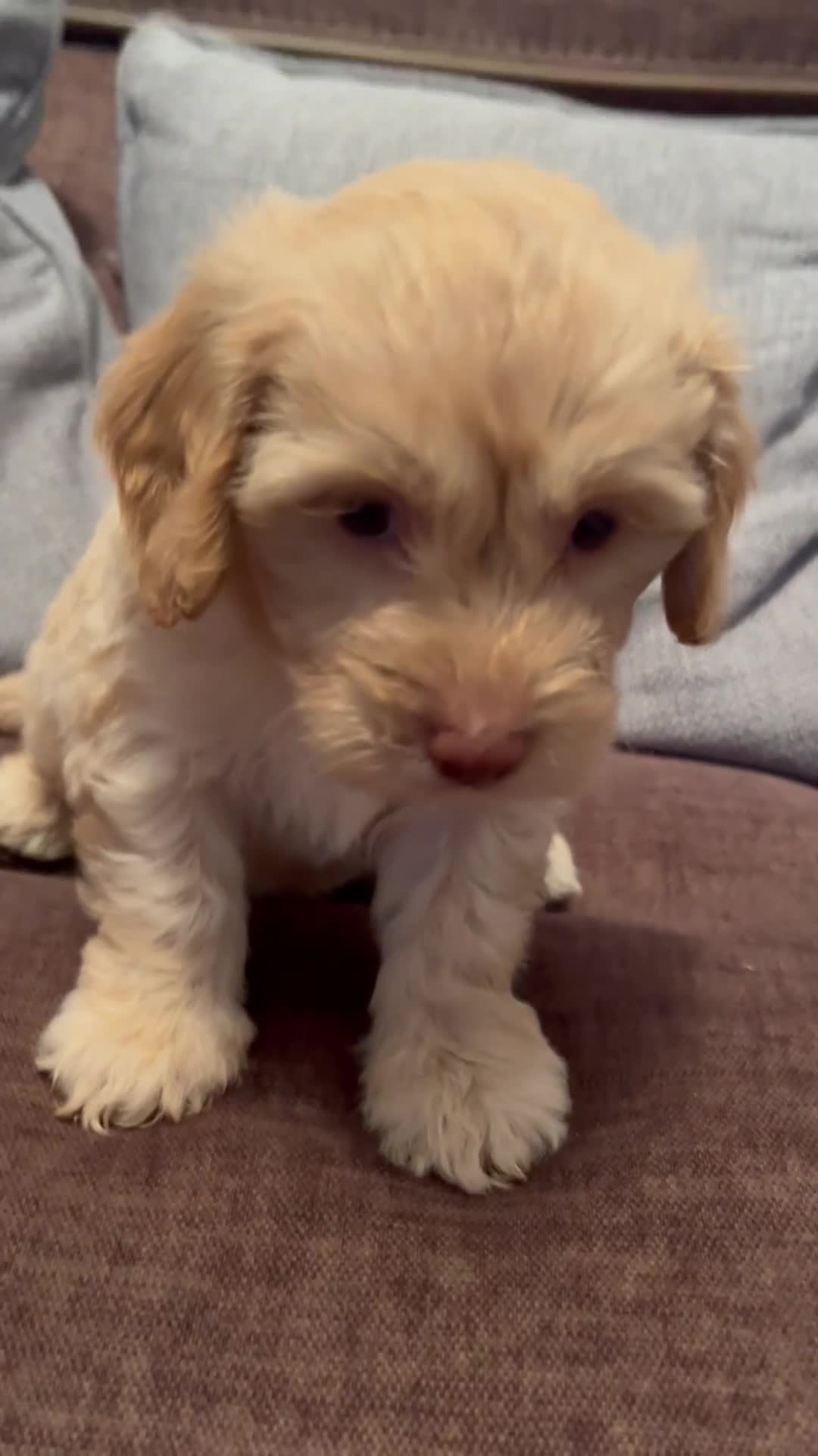 Cockapoo dogs for sale: 💙💗Gorgeous Cockapoo F1 Puppies  - Video 1