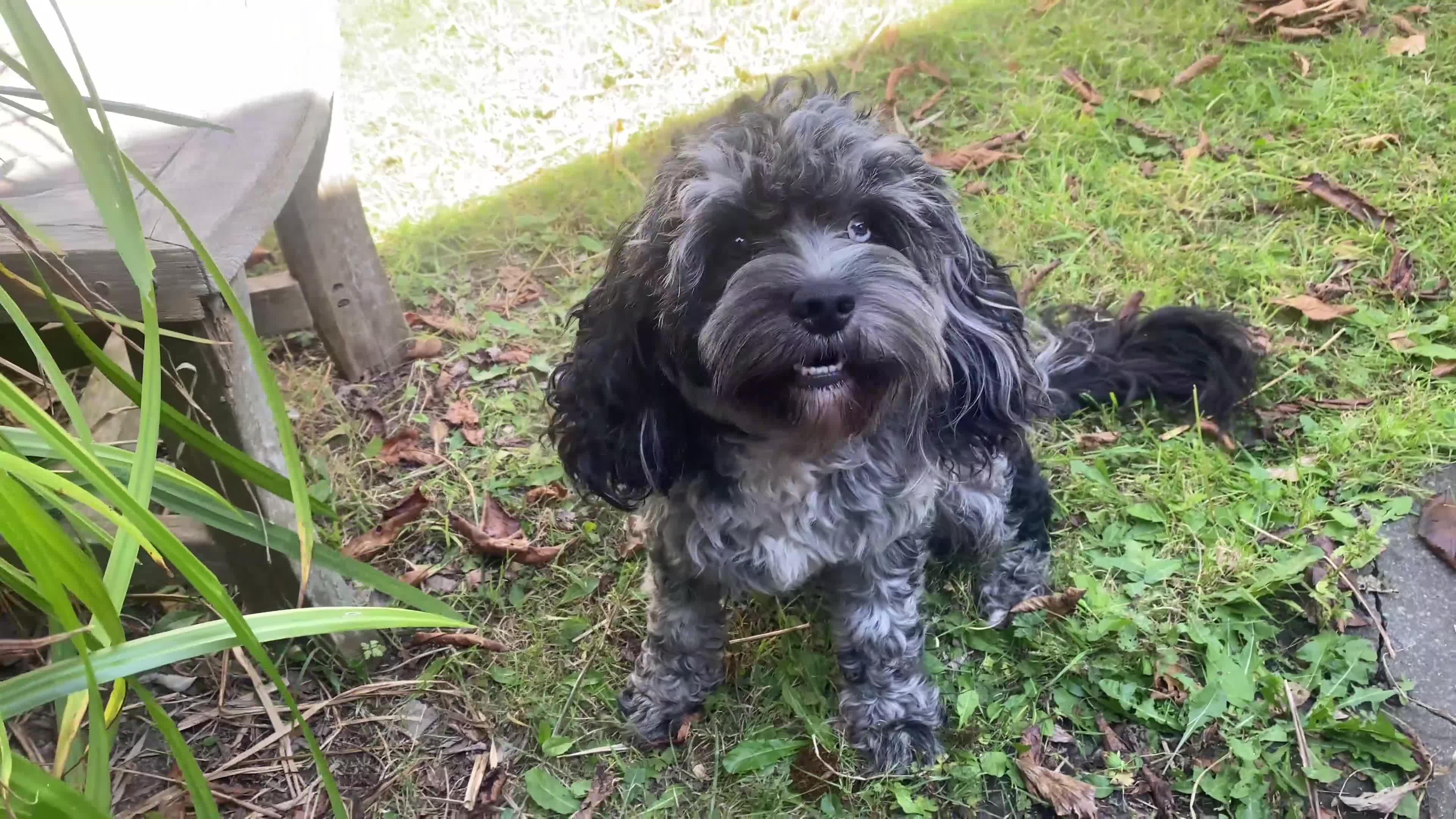 Cavapoo dogs for stud: Merle Cavapoo Stud Dog F1  - Video 1