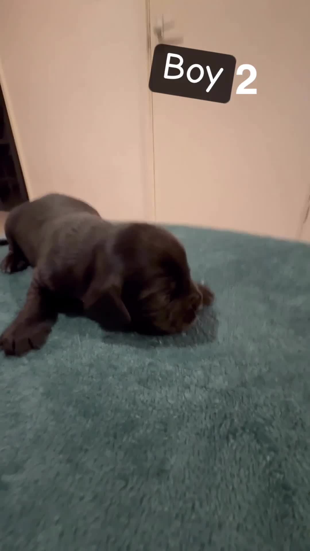 Mixed Breed dogs for sale: Docker's FOR SALE (black & white markings)  - Video 2
