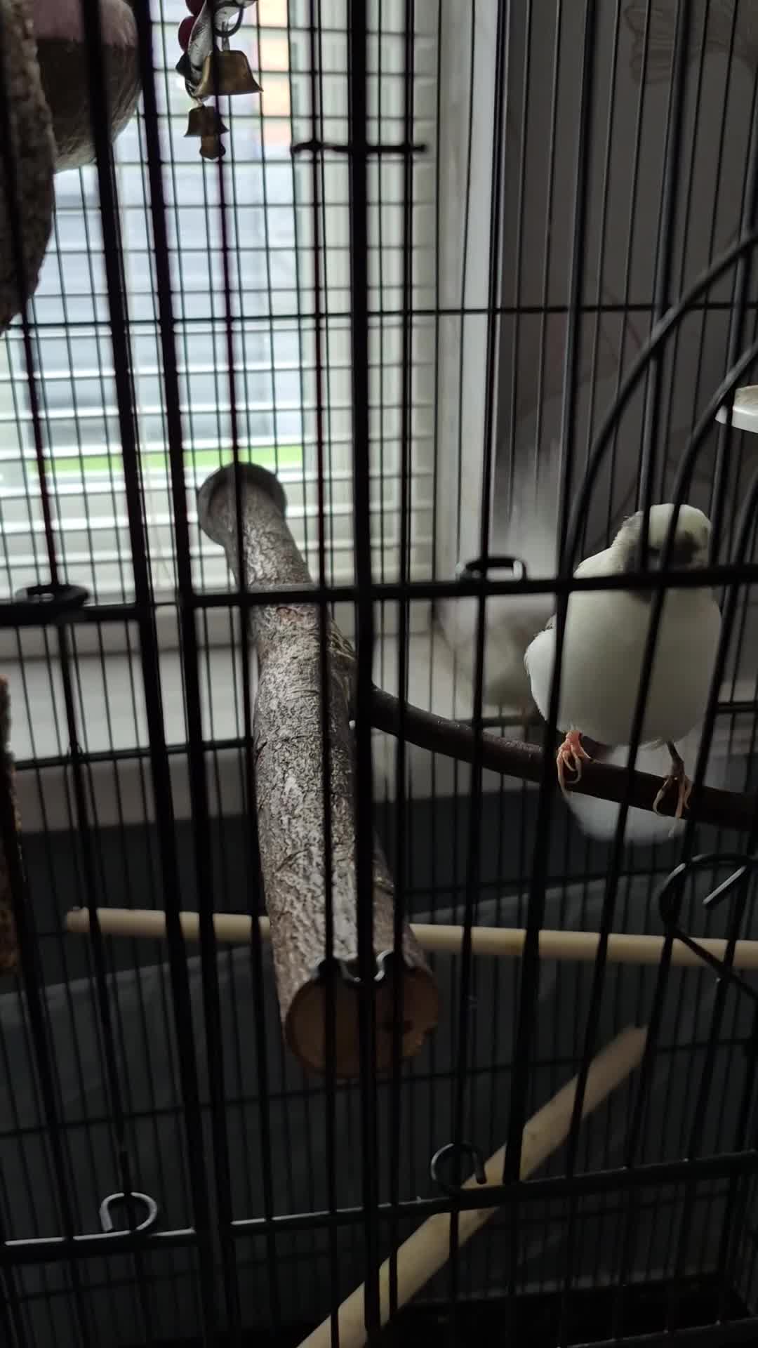 Canaries birds for sale: Carnary  - Video 1