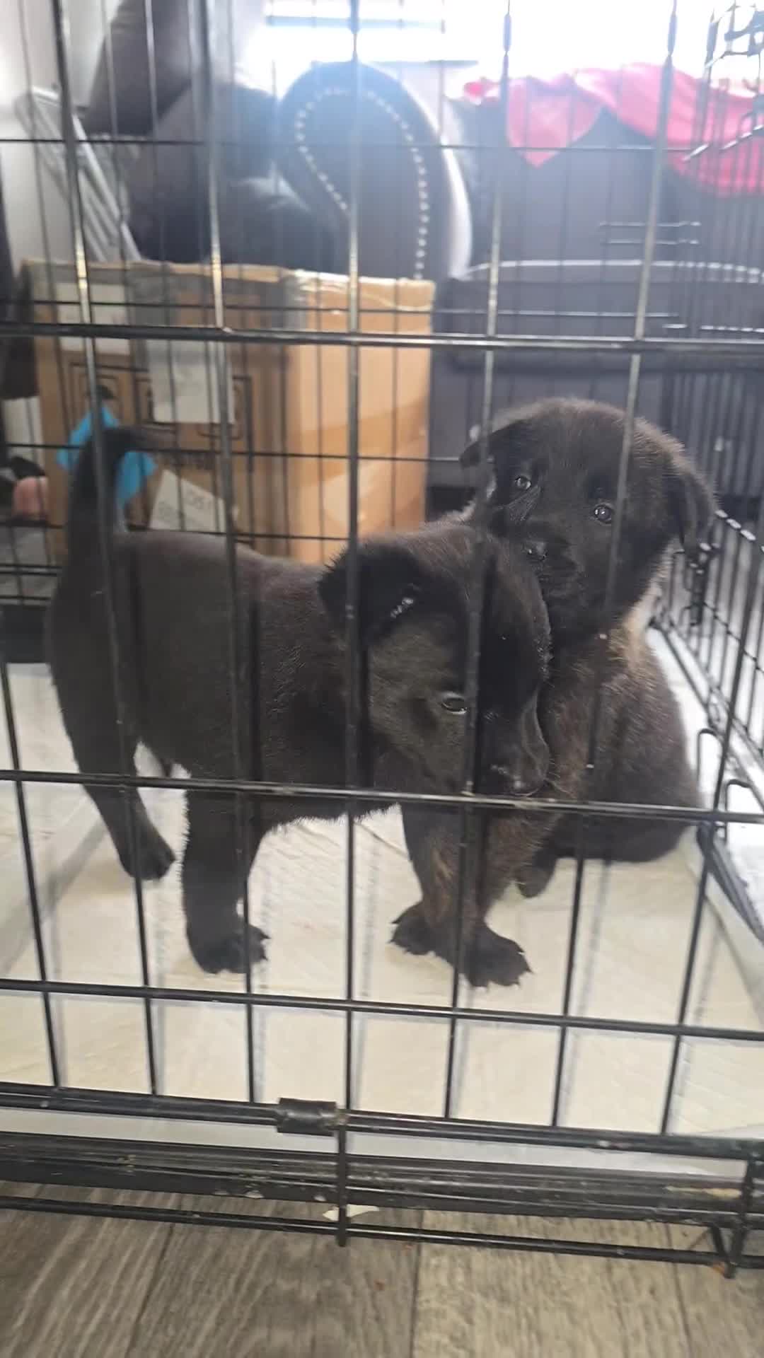 Belgian Shepherd Dog dogs for sale: 2x Dutch herders - Video 1