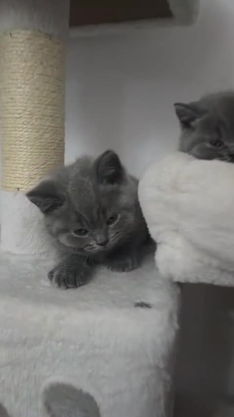 British Shorthair cats for stud: Lilac BSH proven STUD - Video 2