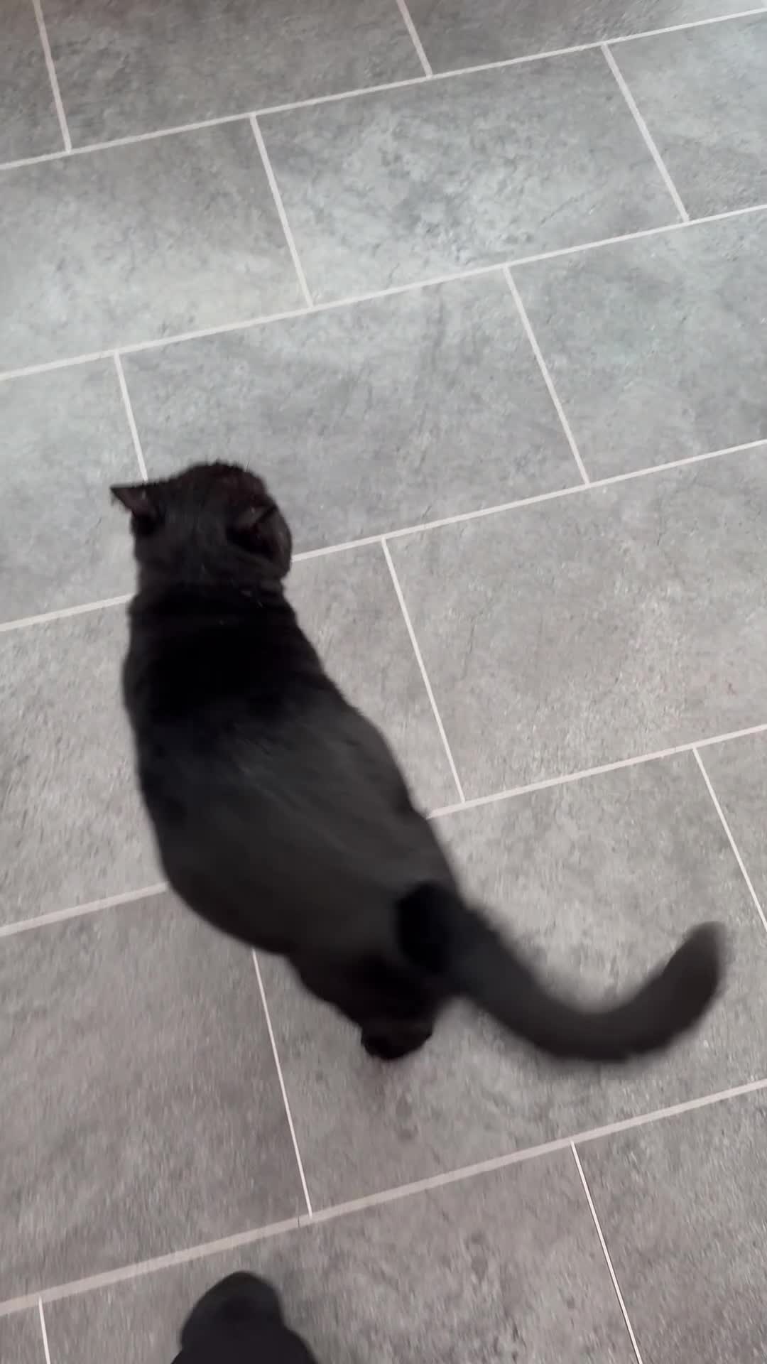 Domestic Shorthair cats for sale: Meet Douglas! - Video 2