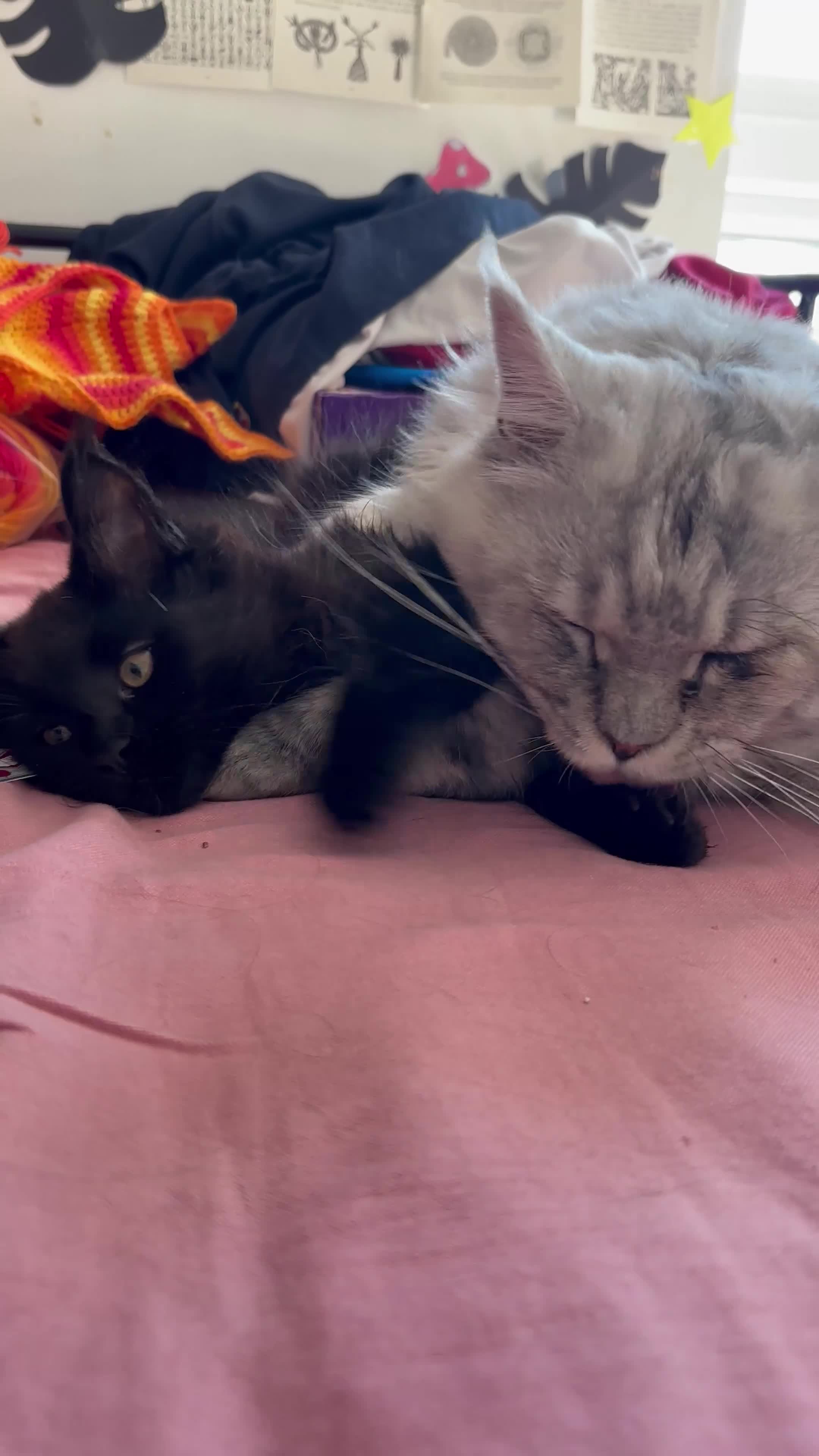 Maine Coon cats for sale: Pure bred Maine Coon kittens - Video 2