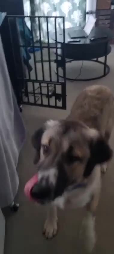Mixed Breed dogs for adoption: 🐾Tuke  - Video 1
