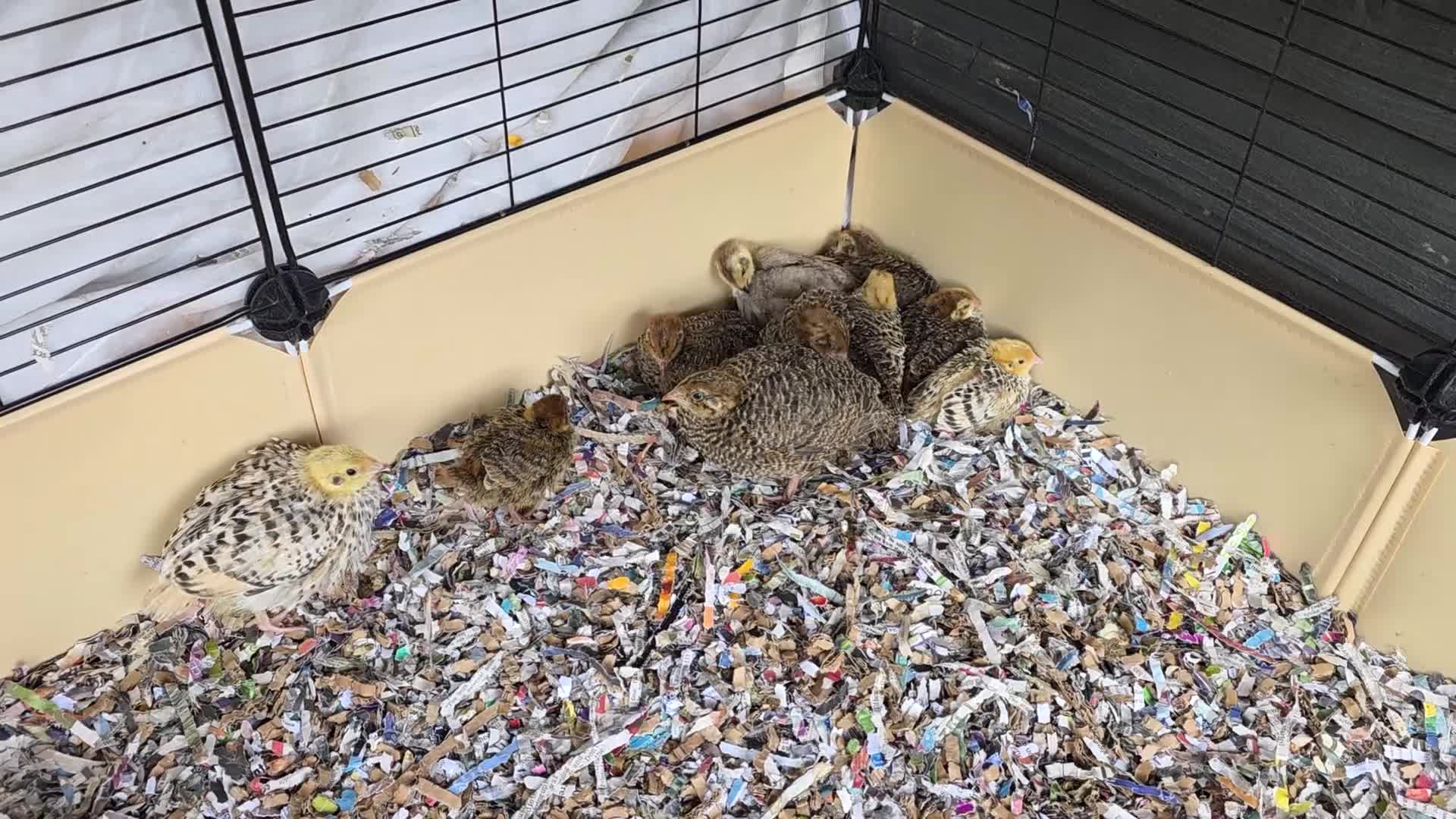 Mixed Breed birds for sale: Quails - Video 1