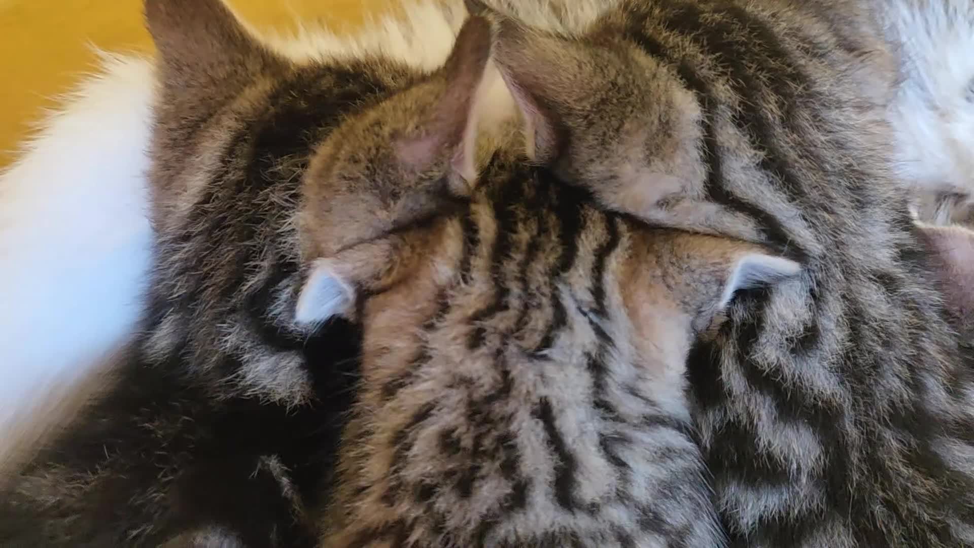Mixed Breed cats for sale: Kittens ready NOW,  1 girl left - Video 5