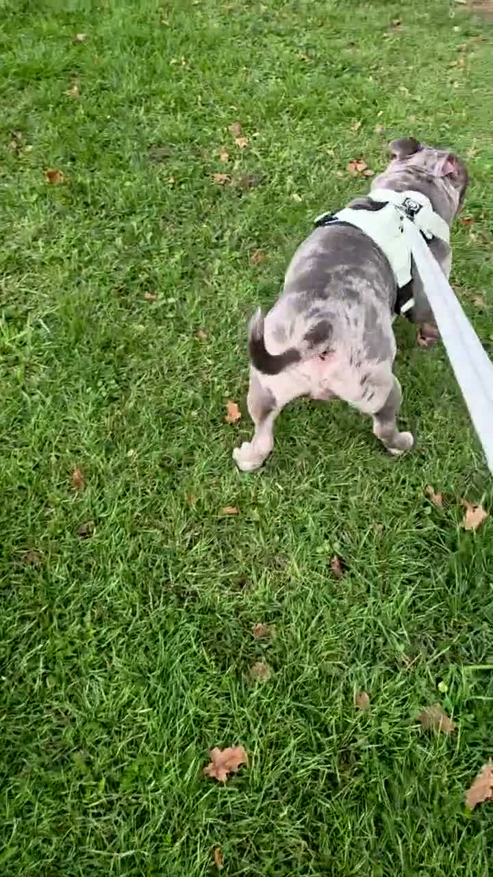 American Bully dogs for sale: American pocket bully male  - Video 1