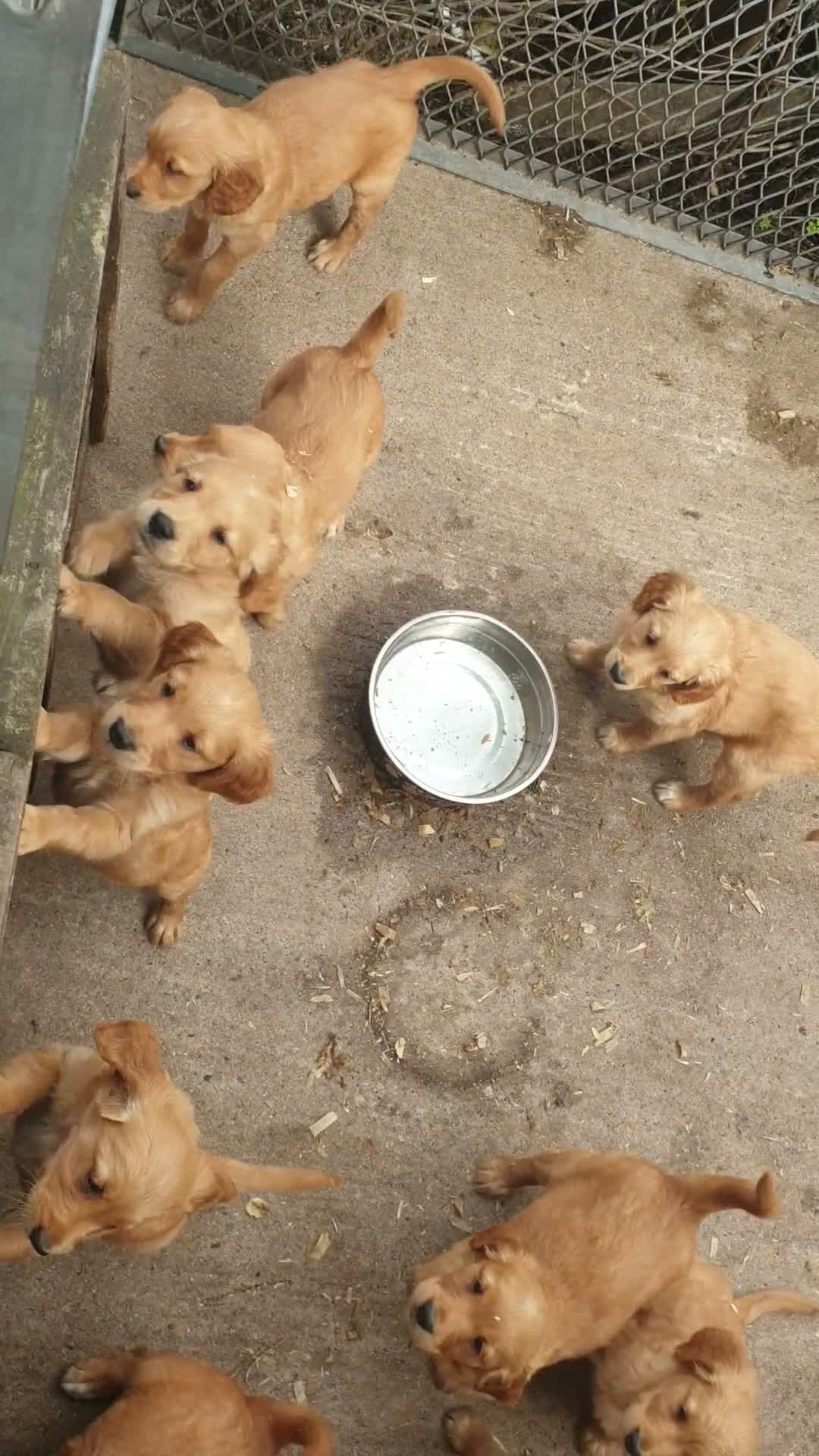 Golden Retriever dogs for sale: Dark red golden retriever pups - Video 2