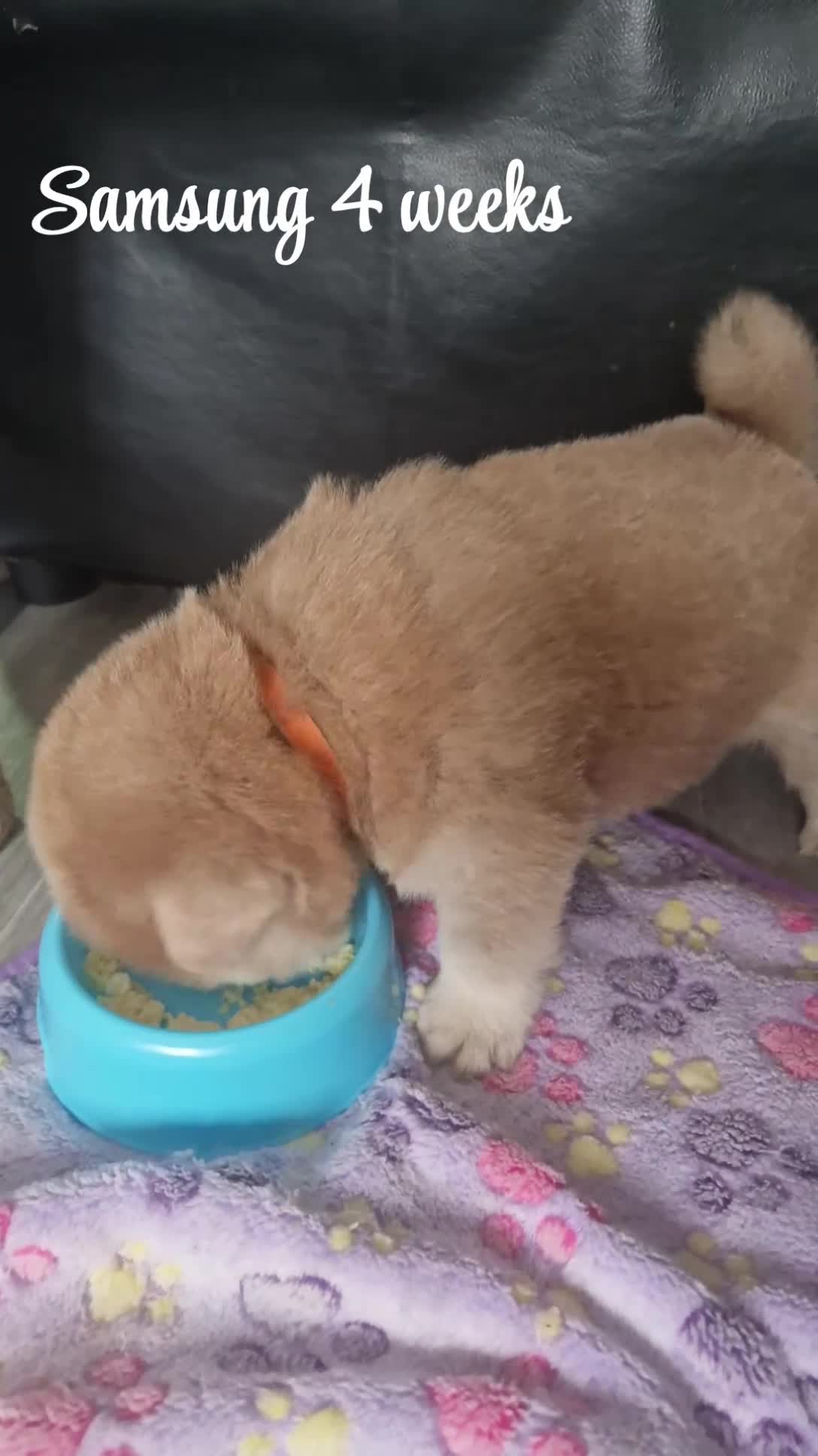 Chow Chow dogs for sale: Chow chow puppies - Video 4