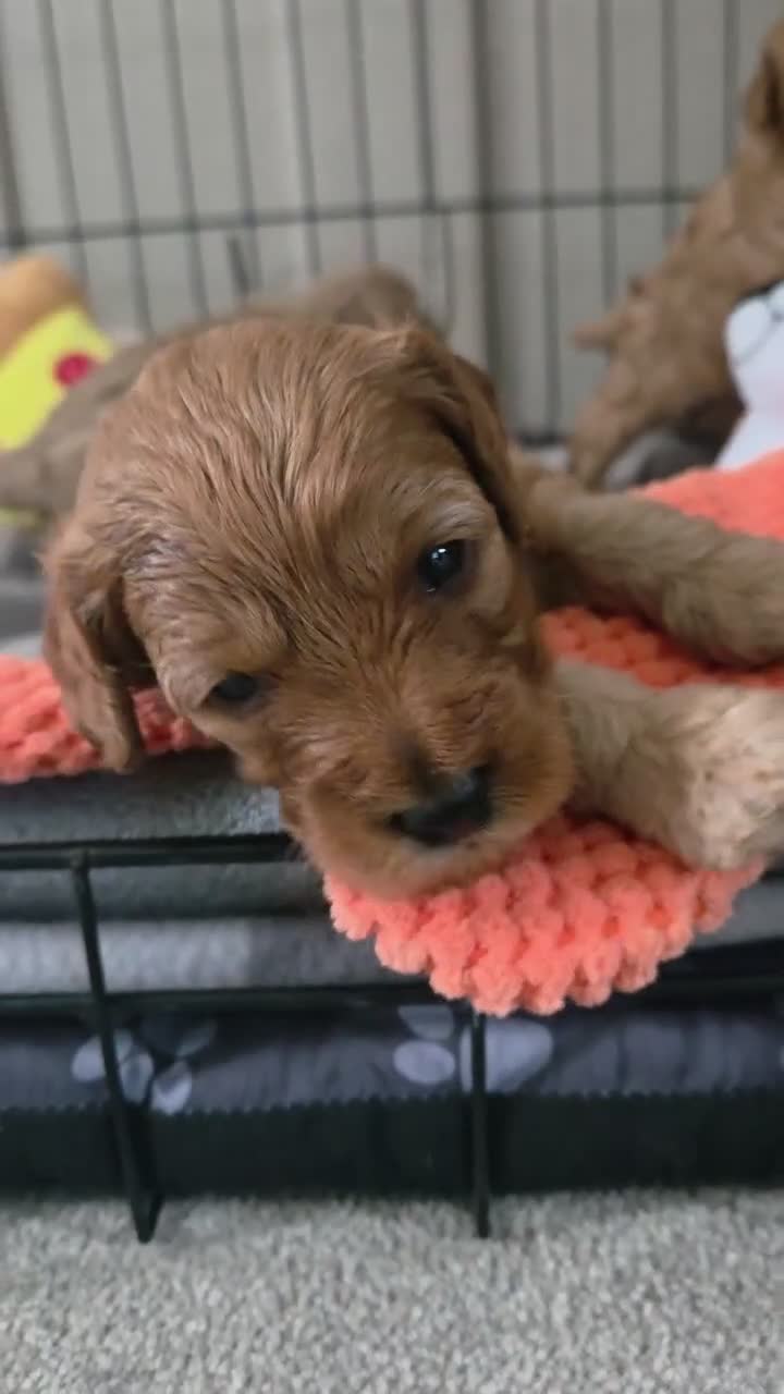 Cavapoochon dogs for sale: Beautiful F1B Toy Cavapoochon Puppies - Video 1