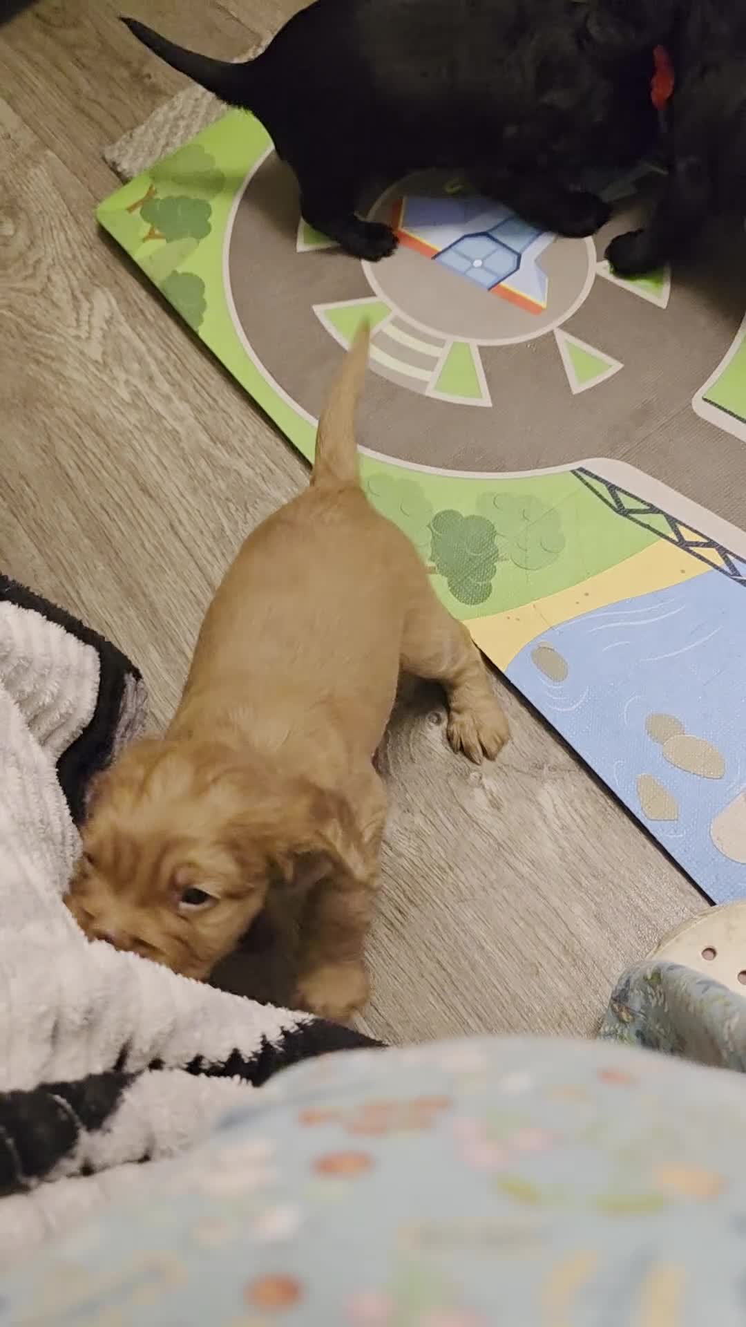 Cocker Spaniel dogs for sale: KC Registered Working Cocker Spaniels  - Video 1