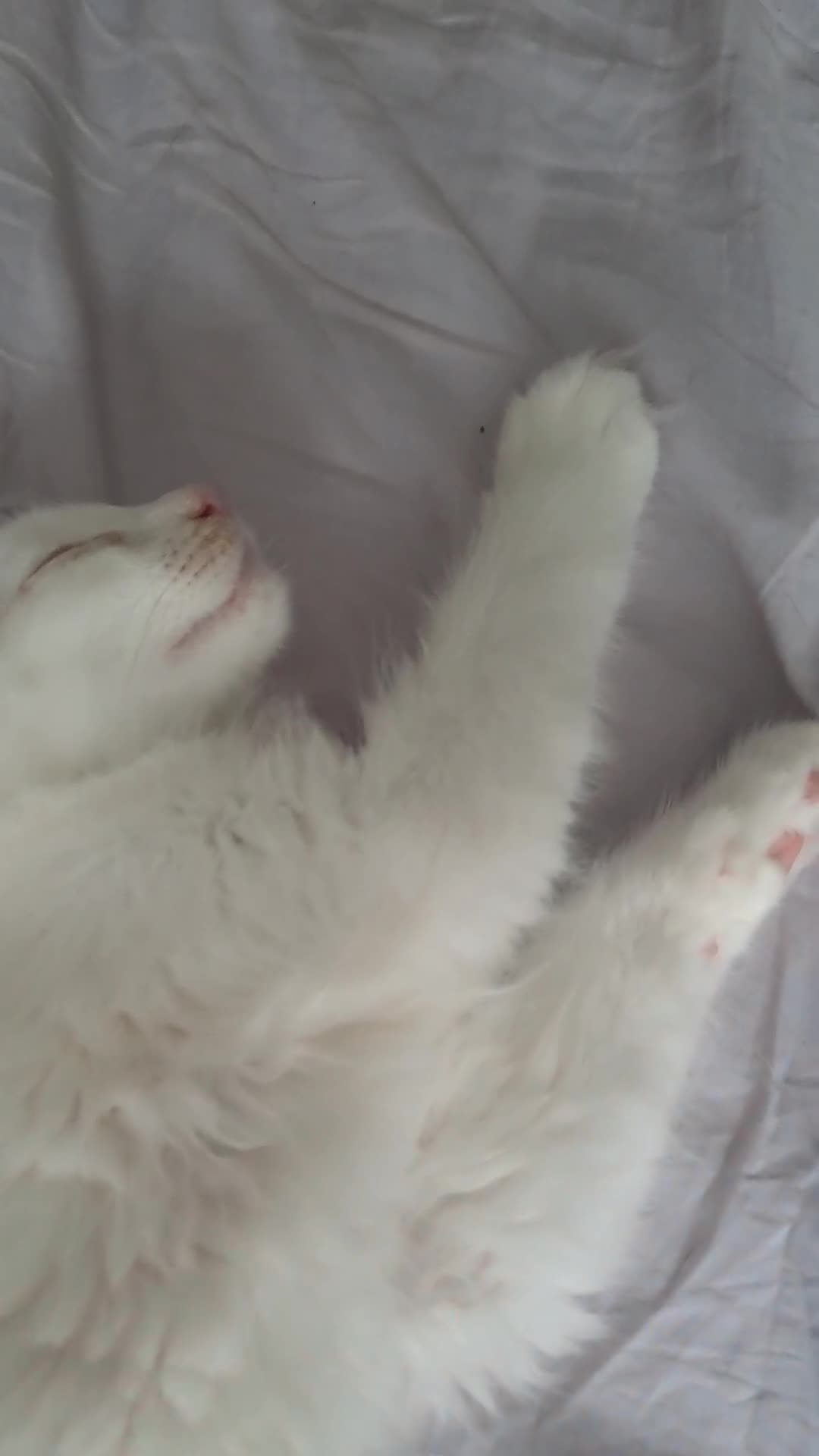 Maine Coon cats for sale: Maine Coon Kittens for Sale - Video 5