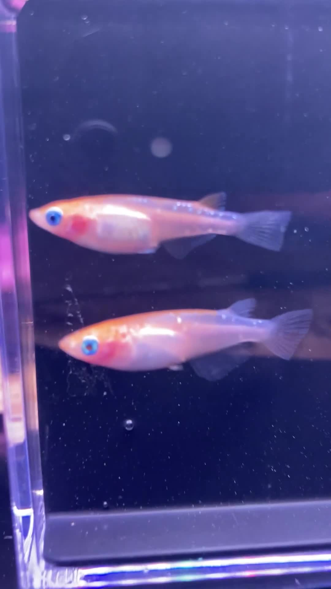 Ricefish fish for sale: Medaka rice fish eggs many varieties available  in Aylesbury - Video 1