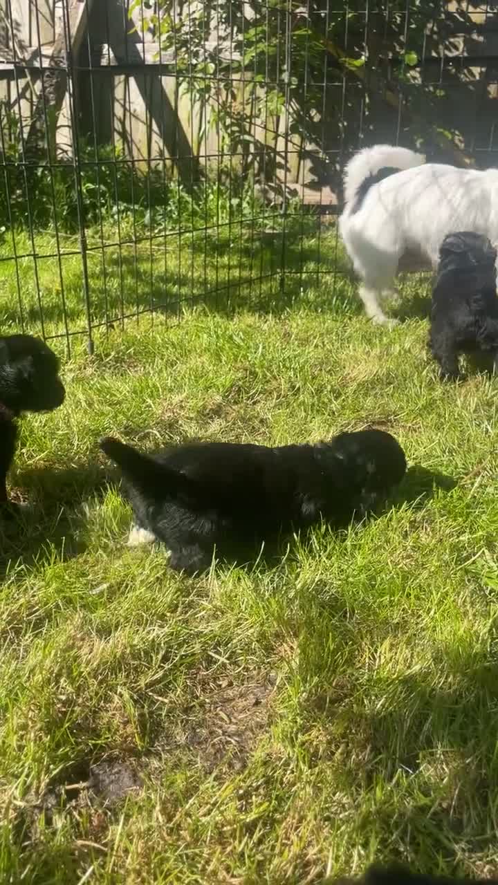 Jackapoo dogs for sale: 🏆Beautiful Jackapoo puppies🏆 1 BOY AND GIRL LEFT - Video 1