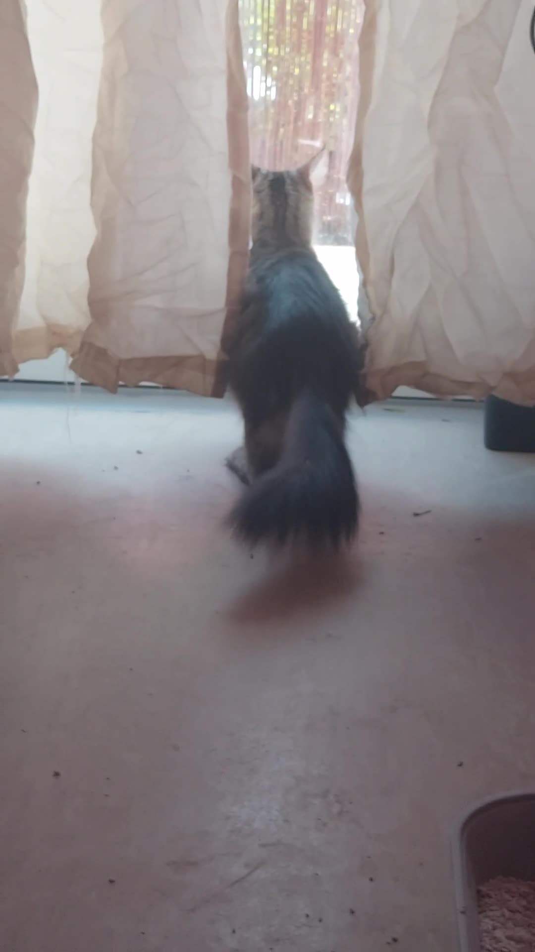 Maine Coon cats for sale: Active gccf Maine coon needs a home - Video 1