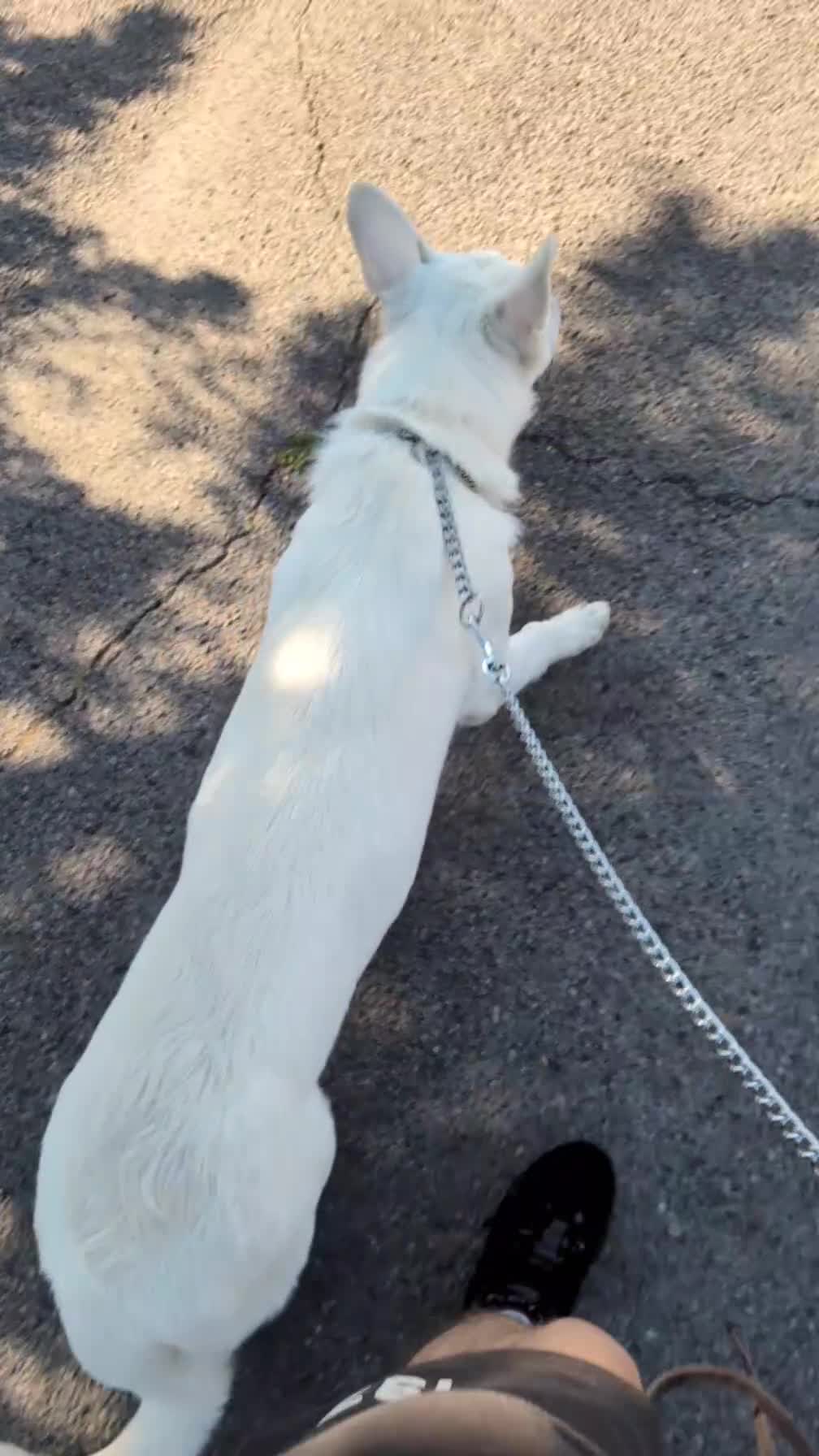 German Shepherd dogs for sale: White German shepherd in Southampton - Video 1