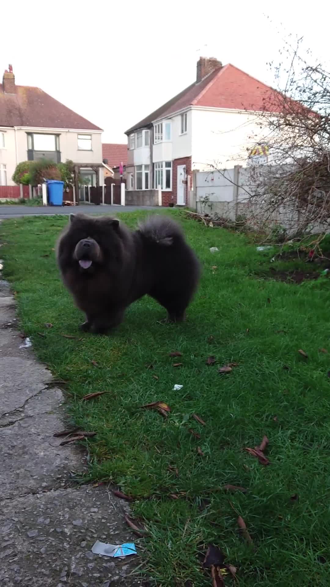 Chow Chow dogs for stud: 💙 Blue Kc chow chow Stud🔥💙🔥 - Video 1