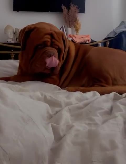 Dogue De Bordeaux dogs for sale: High quality Dogue de Bordeaux - Video 1