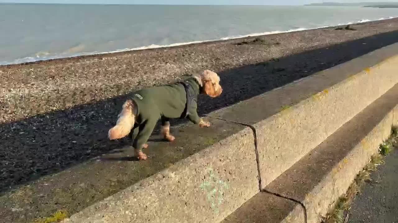 Cockapoo dogs for stud: F1 cockapoo  in Ashford - Video 1