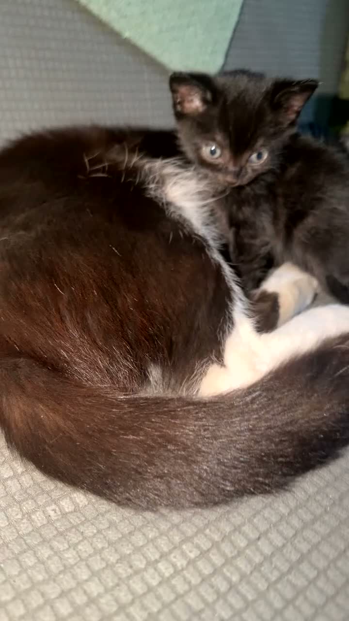 Mixed Breed cats for sale: British Shorthair X Domestic Tuxedo Kittens  in London - Video 1