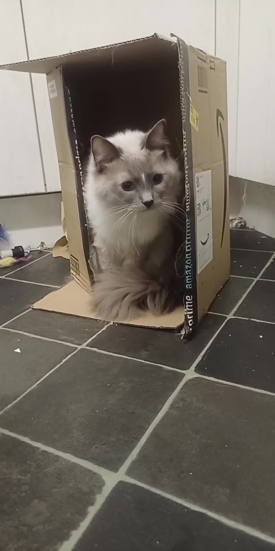 Ragdoll cats for sale: Adult male ragdoll for rehoming  - Video 1