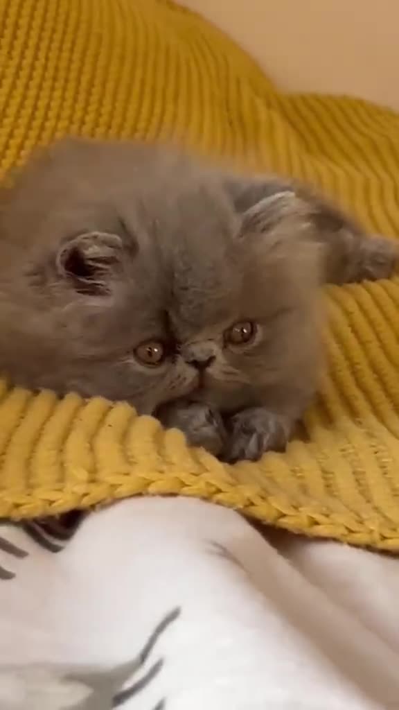 Persian cats for sale: 1 cute GCCF purebred persian kittens - Video 1