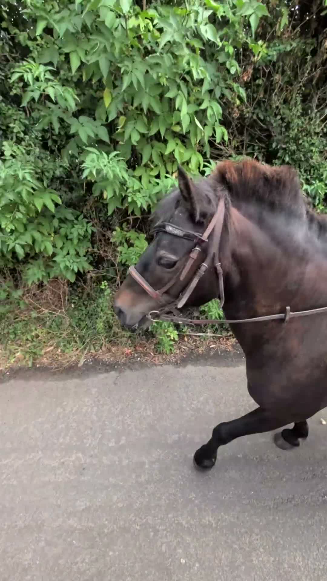 Dartmoor horses for sale: 12.2 Lead rein pony - Video 1