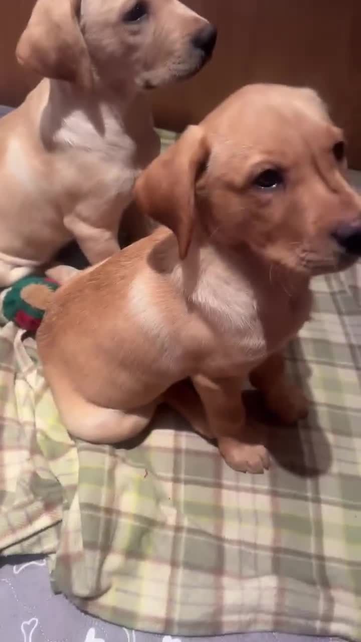 Labrador Retriever dogs for sale: Labrador puppies for sale  - Video 1