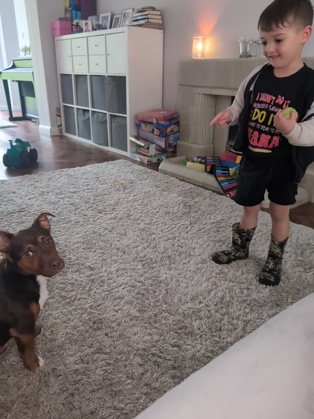 Jack Russell dogs for stud: Rocky - Video 2