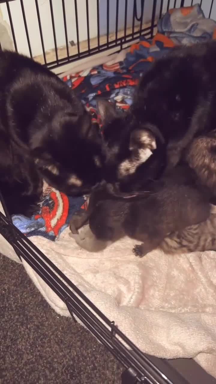 Mixed Breed cats for sale: 6 kittens looking for new homes  - Video 3