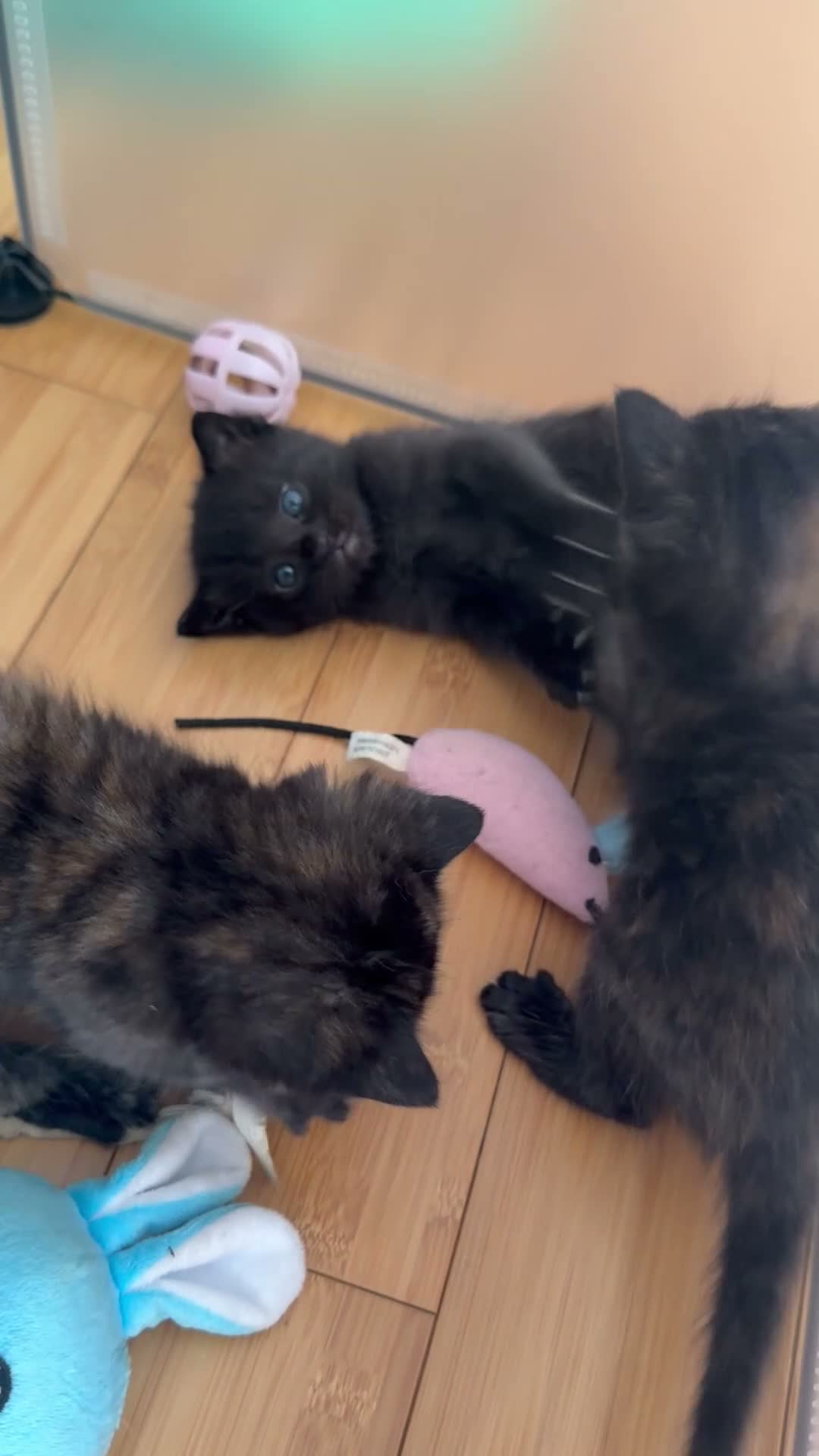 Ragdoll cats for sale: Absolute unique beauties Mink Ragdoll x BSH - Video 1