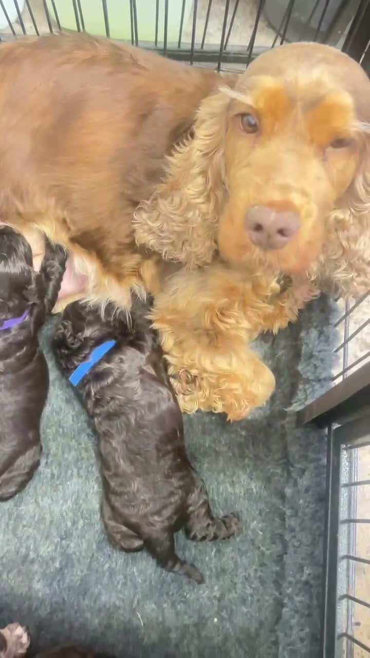 Cockapoo dogs for sale: New Litter Show Type Cockapoo Puppies  - Video 3