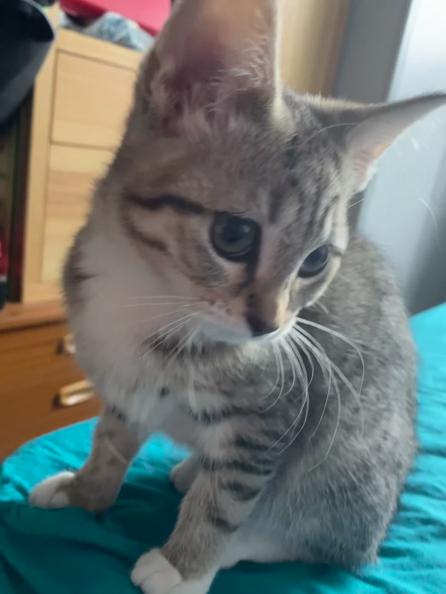 Maine Coon cats for sale: Playful Maine coon kittens ready for a loving home - Video 1