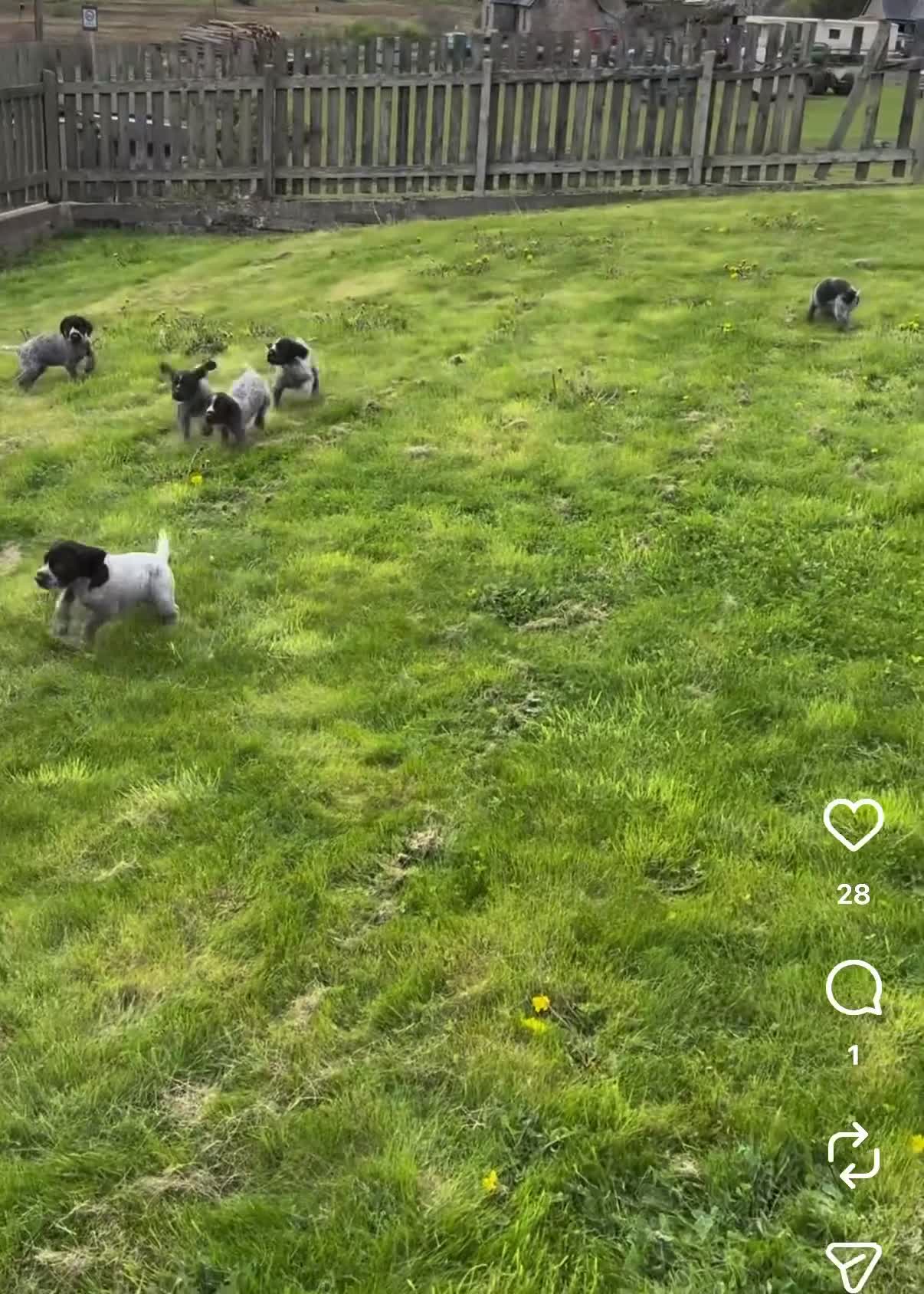 German Wirehaired Pointer dogs for sale: Fantastic Pedigree GWP pups for sale in Rogart - Video 1