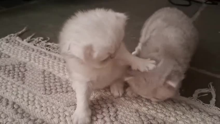 British Shorthair cats for sale: Teddy face kitten with extra long hair  - Video 2