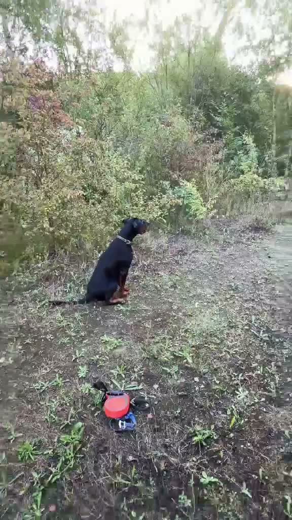Dobermann dogs for sale: Cesear  in Swanscombe - Video 1