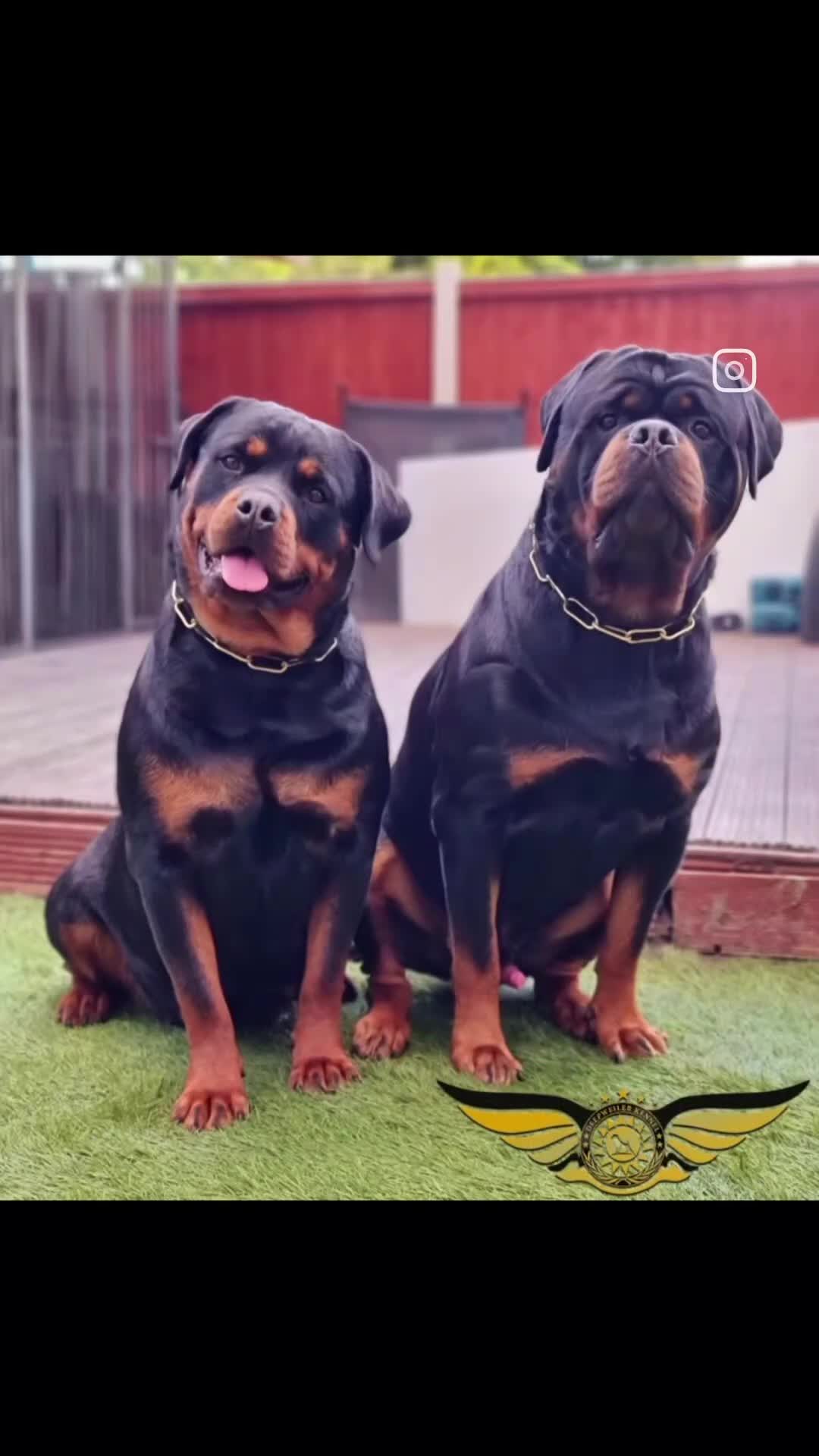 Rottweiler dogs for sale: BEAUTIFUL ROTTWEILER PUPPIES FULL KC SHOW QUALITY  - Video 1