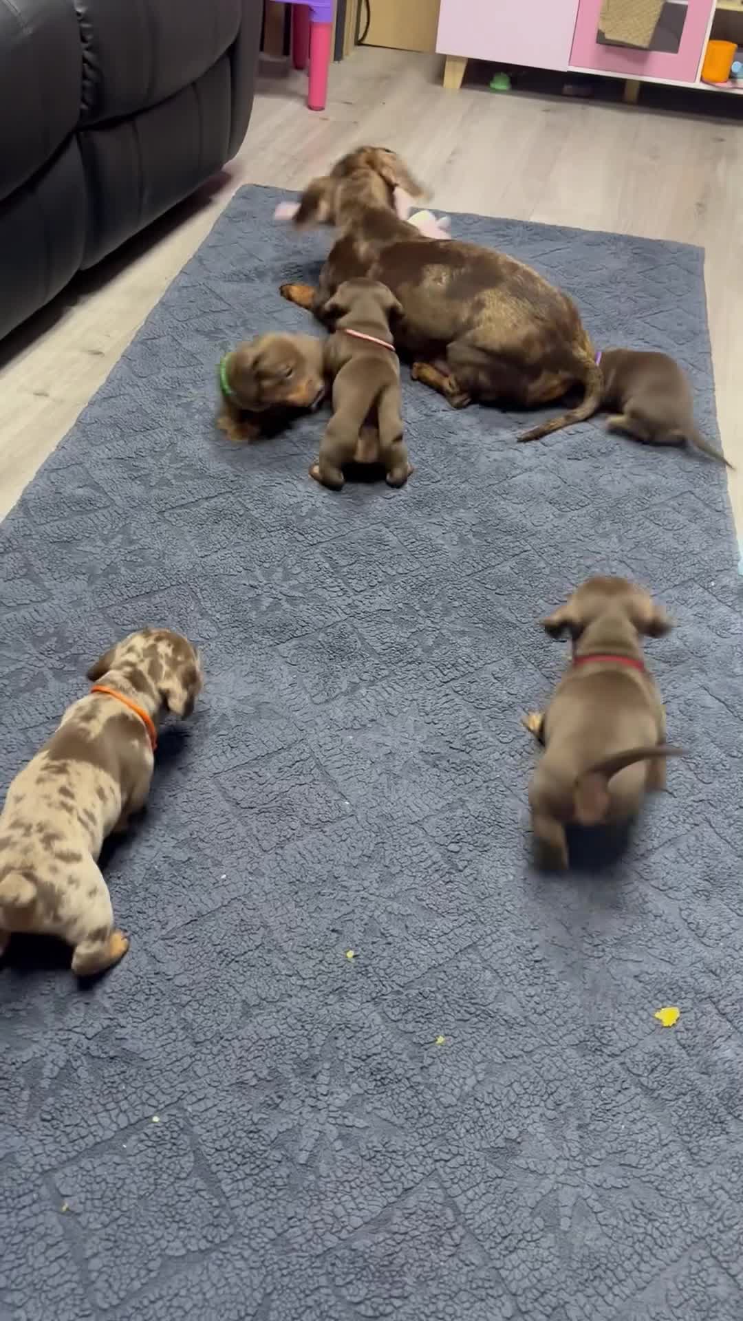 Dachshund dogs for sale: Beautiful little sausages  - Video 1