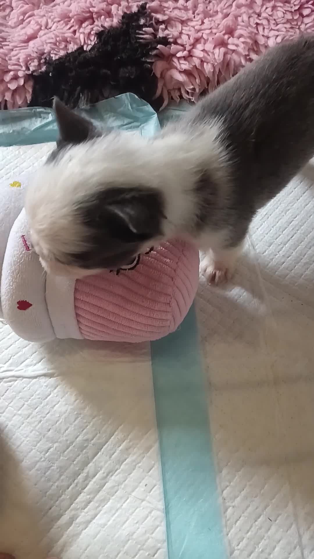 French Bulldog dogs for sale: Visual Fluffy French Bullldog - Video 2