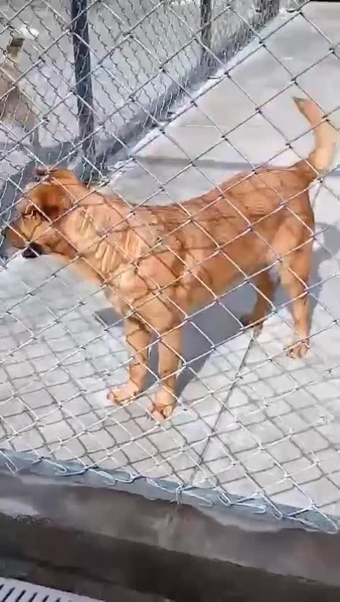 Mixed Breed dogs for adoption: Martha, 2-3 yr old. Available for adoption. in Brixham - Video 1