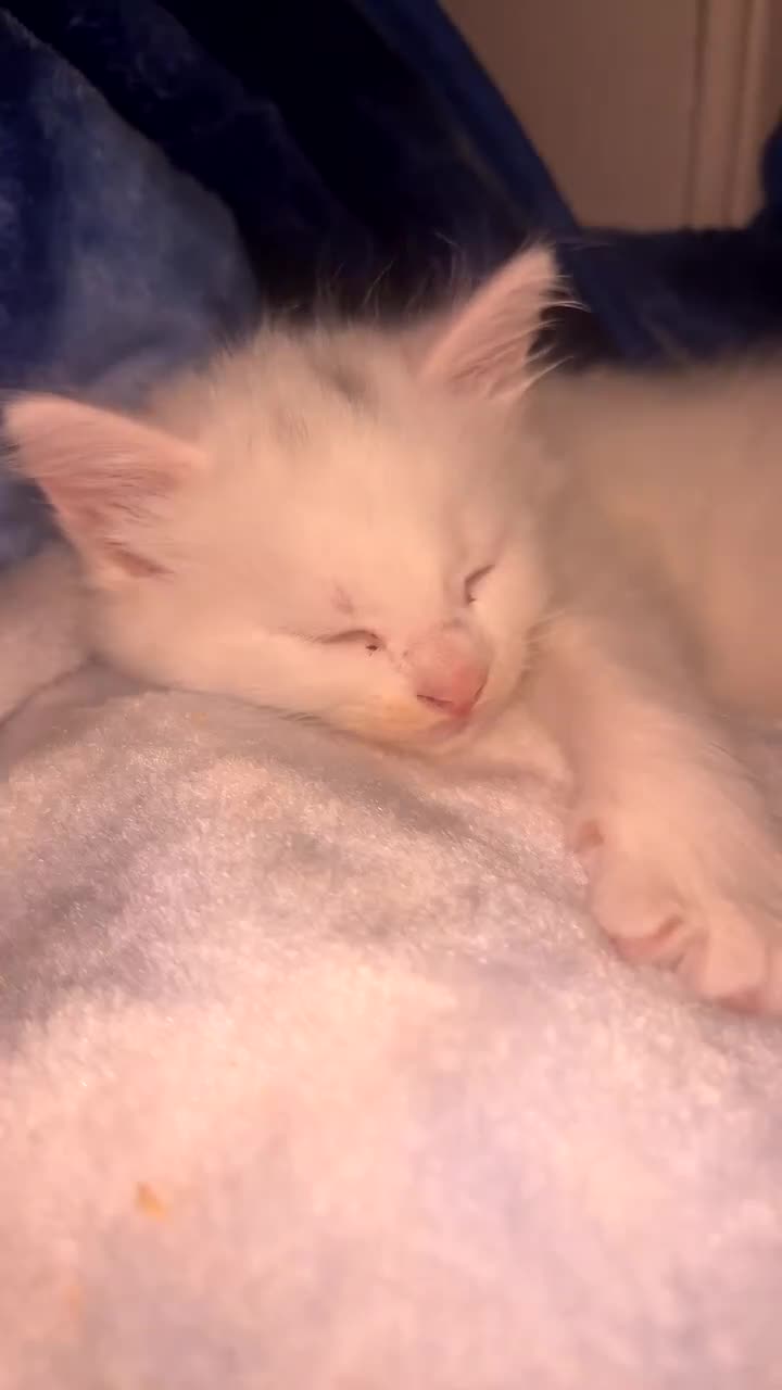 British Longhair cats for sale: 2 kittens and 1 young cat for sale!! - Video 2