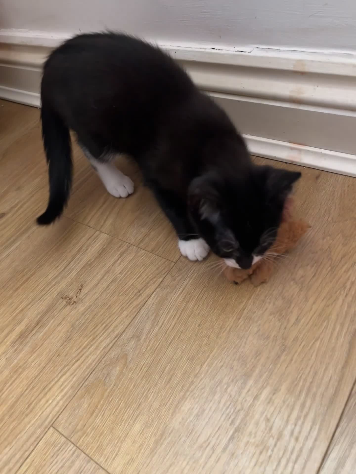 Mixed Breed cats for sale: 😻💚🩵💙🧡💛😻 - Video 3