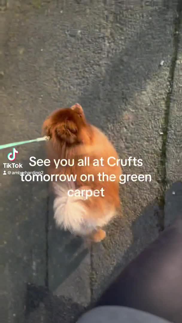 Pomeranian dogs for stud: Proven Chocolate KC in Runcorn - Video 1