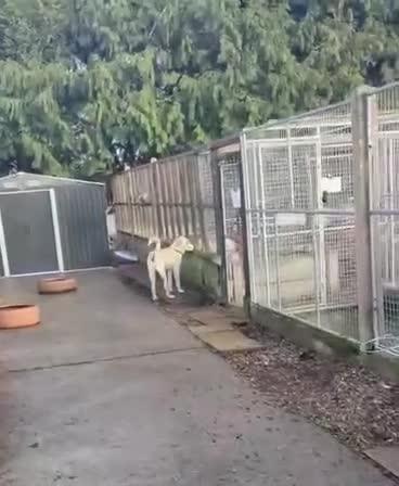 Mixed Breed dogs for adoption: Courageous Kansas  - Video 1