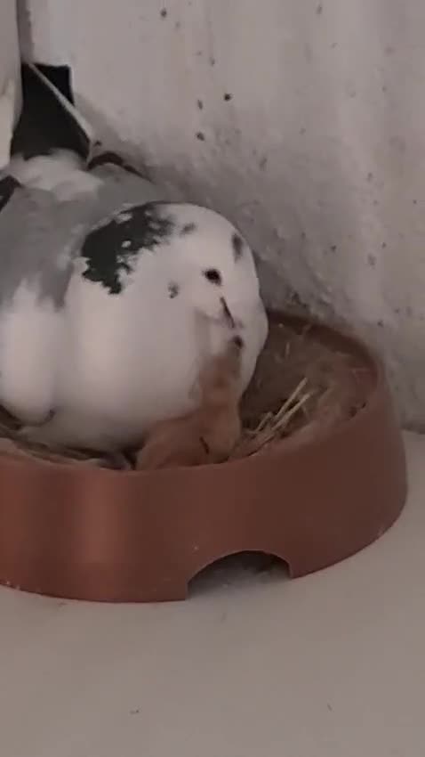 Doves birds for sale: Pigeon  in London - Video 1