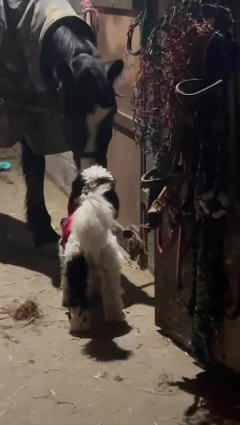 Cockapoo dogs for sale: Milo  - Video 3